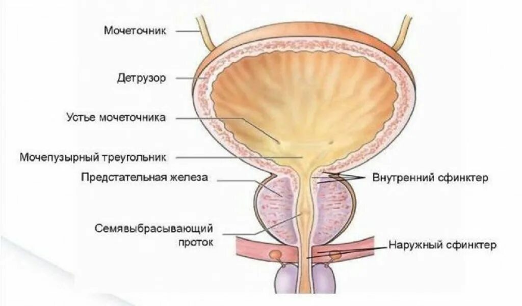 Внутреннее строение мочевого пузыря. Строение мочевого пузыря анатомия. Мочевой пузырь анатомия схема. Анатомическое строение мочевого пузыря. Строение мочевого пузыря у мужчин анатомия.