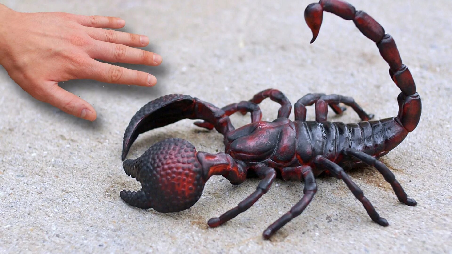 Animals scorpions. Opistophthalmus glabrifrons. Скорпион Лейурус. Гигантский Скорпион. Самый большой Скорпион.