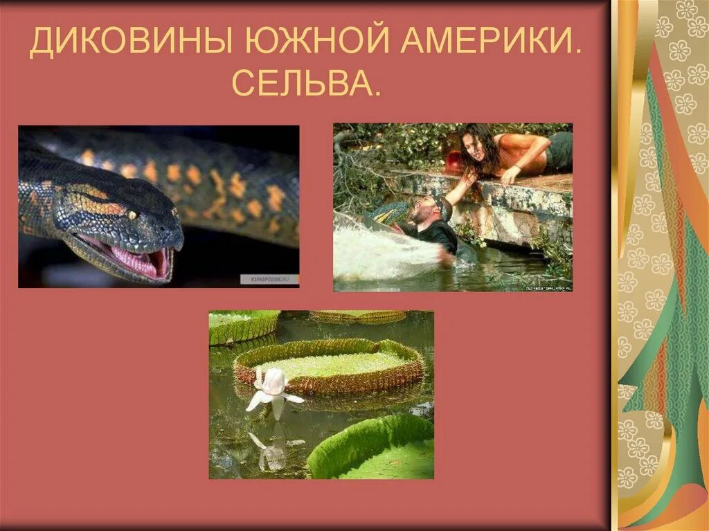 Разнообразие природы южной америки 7 класс. Обитатели сельвы Южной Америки. Животный мир сельвы Южной Америки. Сельва растения и животные. Животные и растения сельвы Южной Америки.