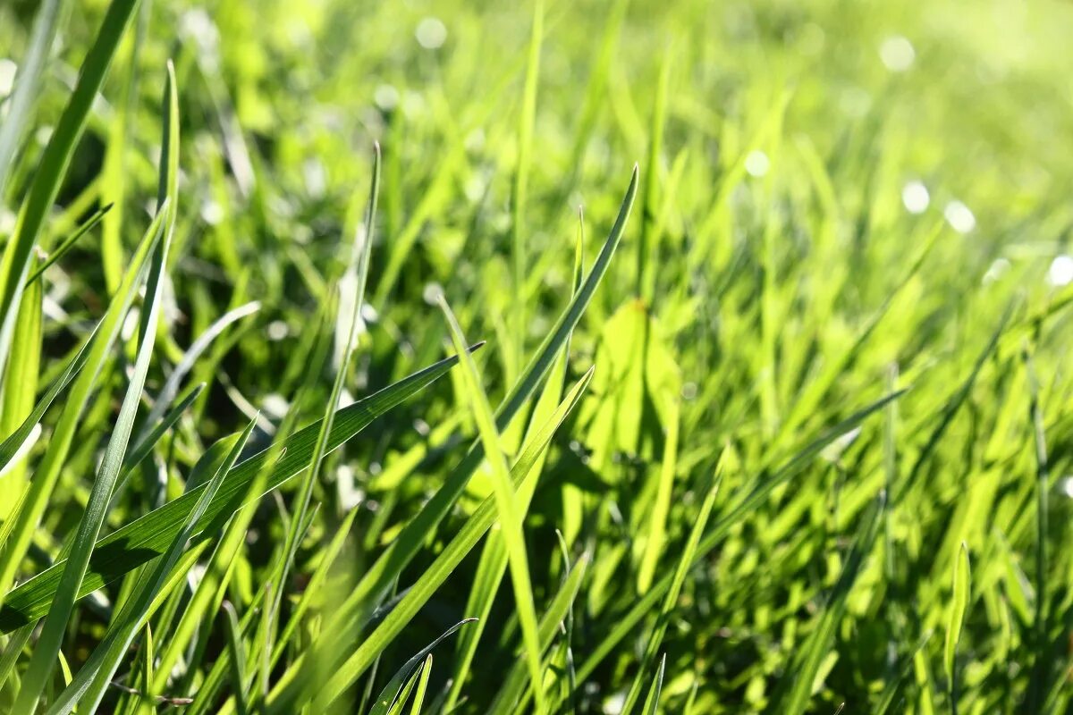 Трава зелена вопрос. Зеленая трава. Свежая зеленая трава. Зеленая молодая трава. Молодая зеленая травка.