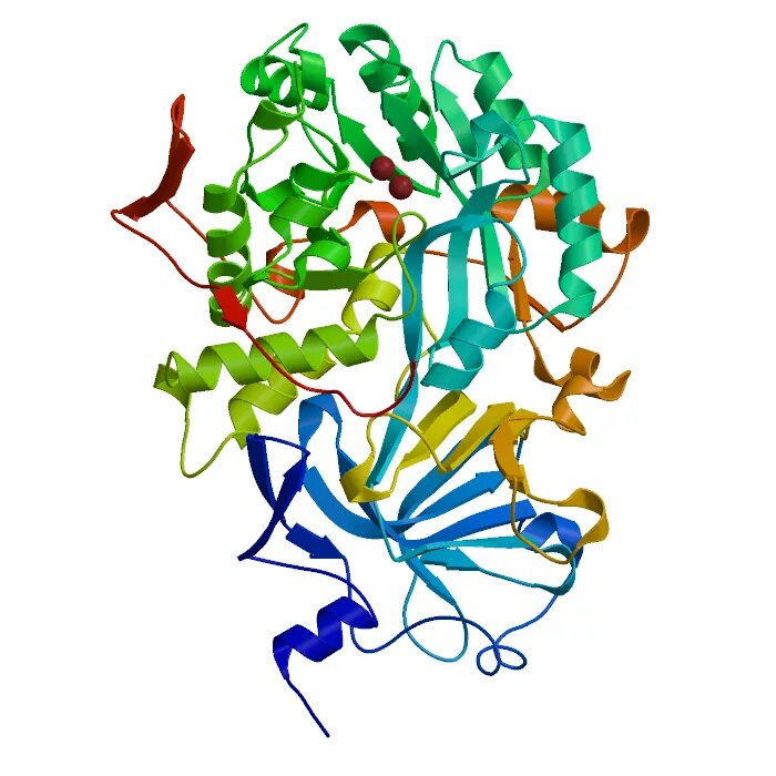 Фермент уреаза. Молекулярная модель фермента-уреазы бактерии Helicobacter pylori. Уреаза фермент структура. Уреаза фермент формула. Амилаза липаза протеаза.