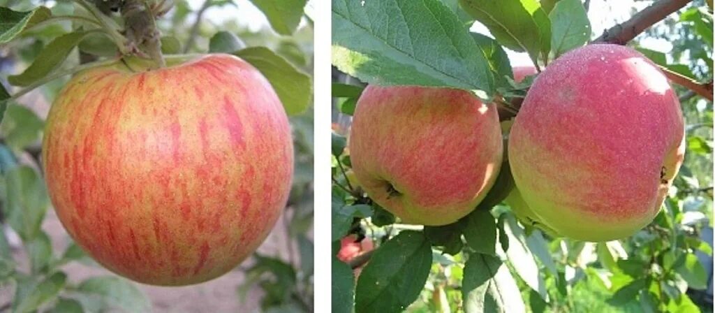 Саженцы яблоня орлинка. Сорт яблони орлинка. Сорт яблони орлинка. Мельба орлинка яблони. Яблоня орлинка 118.