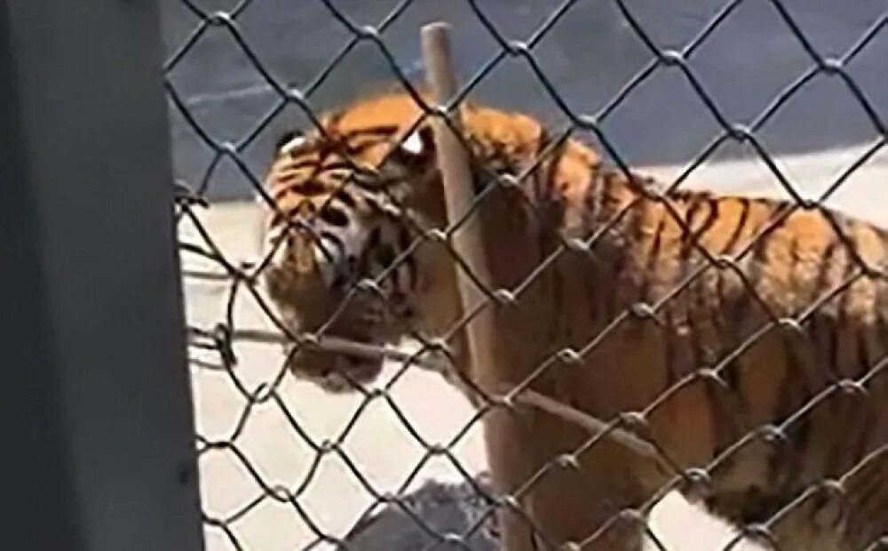 Нападение хищного города. Тигр в зоопарке растерзал. Нападения тигров на людей.