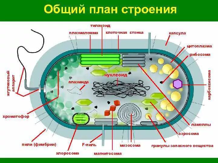 Строение прокариотической клетки бактерии. Строение прокариотической клетки цианобактерии. Схема строения прокариотической бактериальной клетки. Строение цианобактерии тилакоиды.