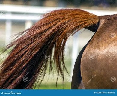 996 Arabian Horse Tail Photos - Free & Royalty-Free Stock Photos from.