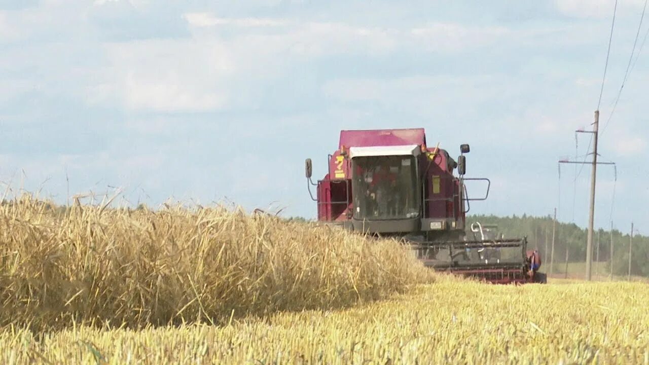 Белорусский колхоз. Сельхоз хозяйство в белоруссии. Белорусский колхоз. Председатель колхоза рб. Спк колхоз родина кострома.