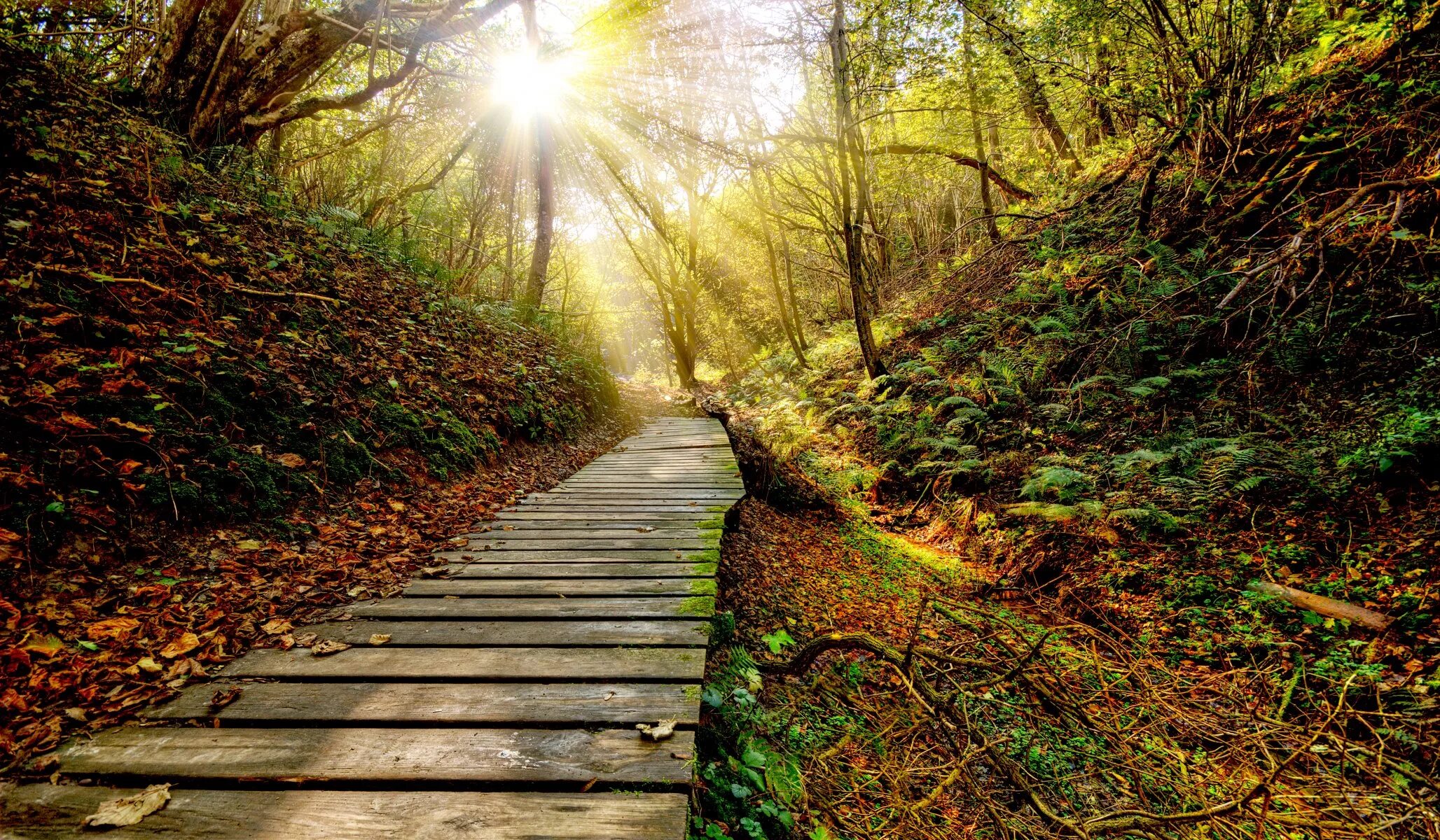 Path to image