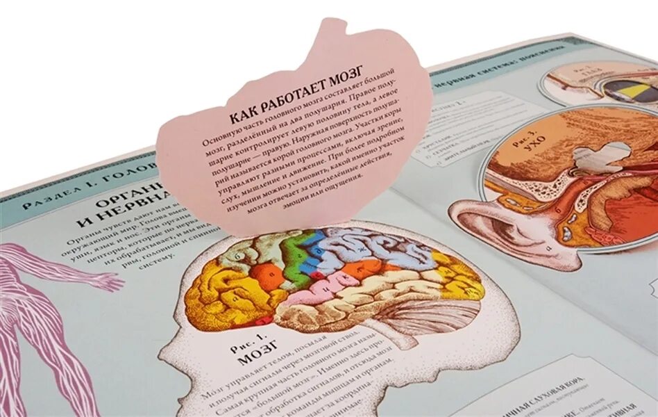 Тело человека интерактивная книга. Книга тело человека ричард уолкер. Интерактивная книга человек. Тело человека интерактивная книга-панорама ричард уолкер. Тело человека издательство миф.