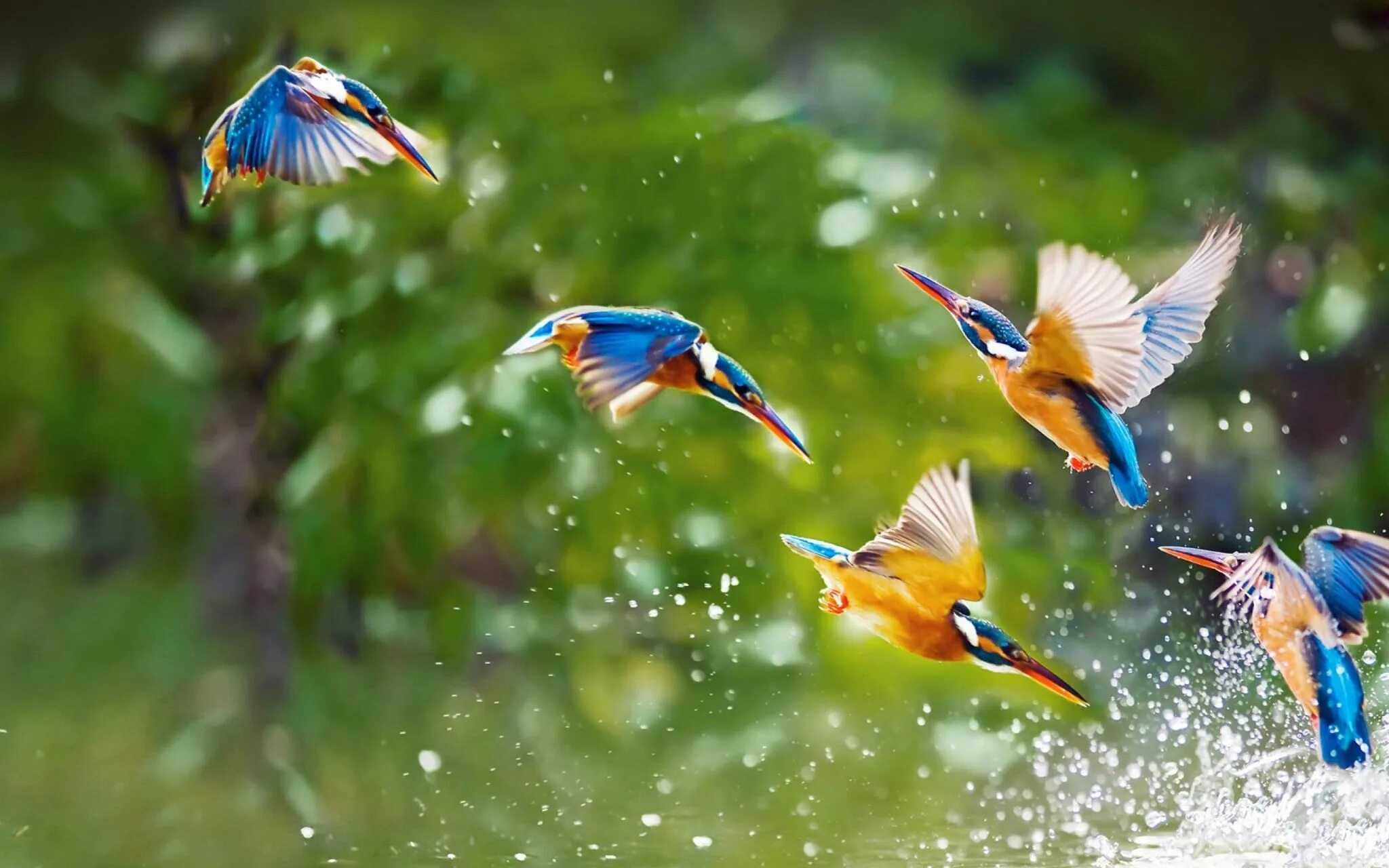 Full bird. Разноцветные птицы. Природа птицы. Красивые птицы. Птицы картинки.