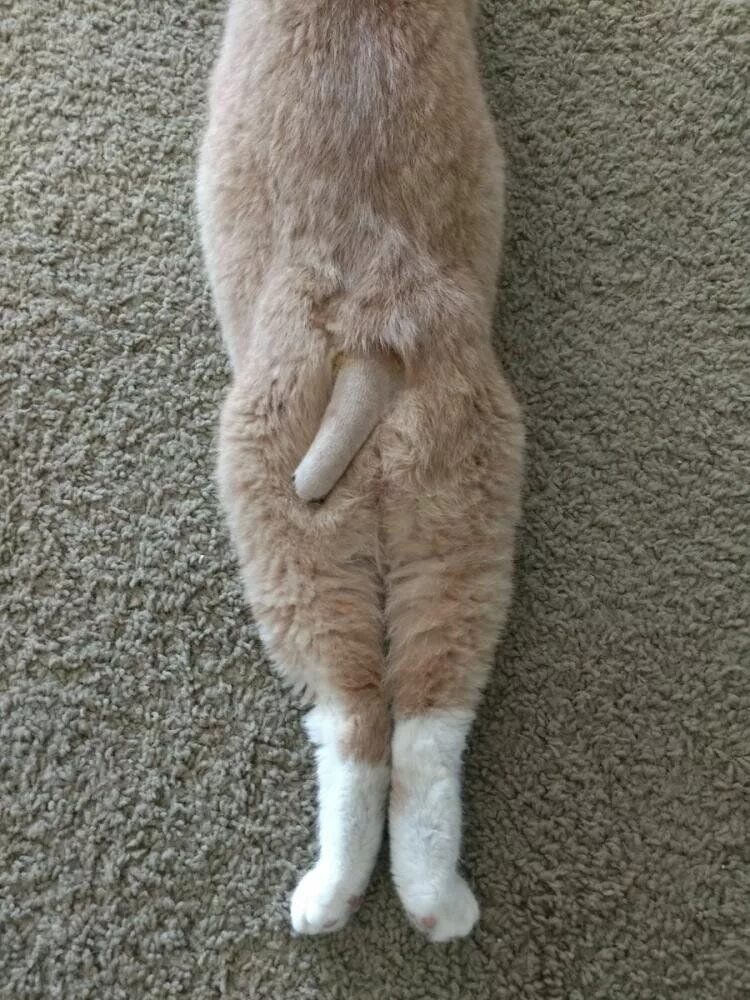 Cat penis. Бритый кот. Возбужденный кот. Толстый бритый кот.