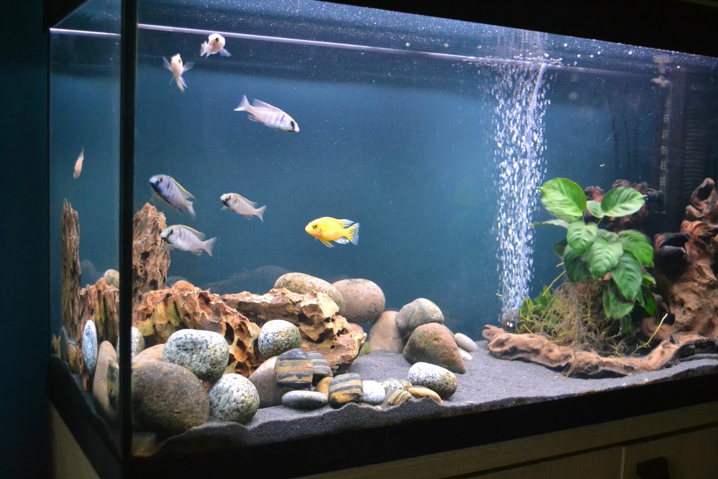 NoiR's Freshwater Tanks Photo (ID 34238) - Full Version Cichlid aquarium, Fresh 