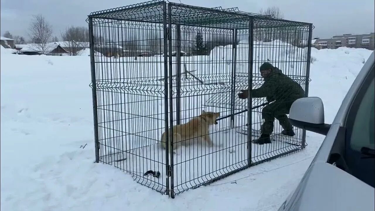 Автомобиль для отлова собак. Приспособление для отлова собак.