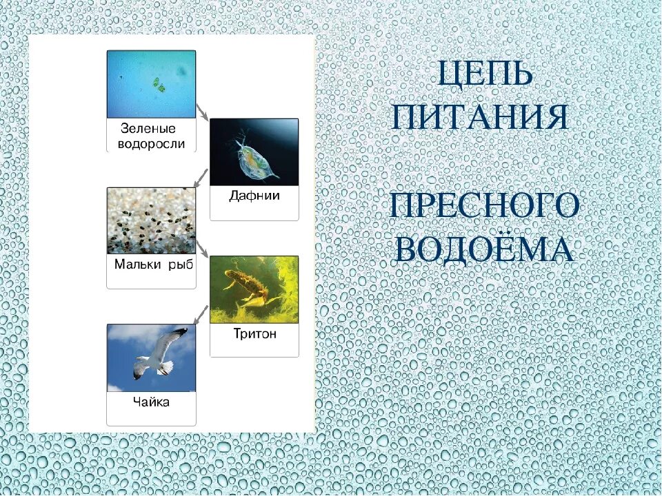 Составить цепь питания водоема 5. Цепи питания в водоеме. Цепьпитанияпресного аодоема. Цепочка питания водоема. Схема цепей питания в водоеме.