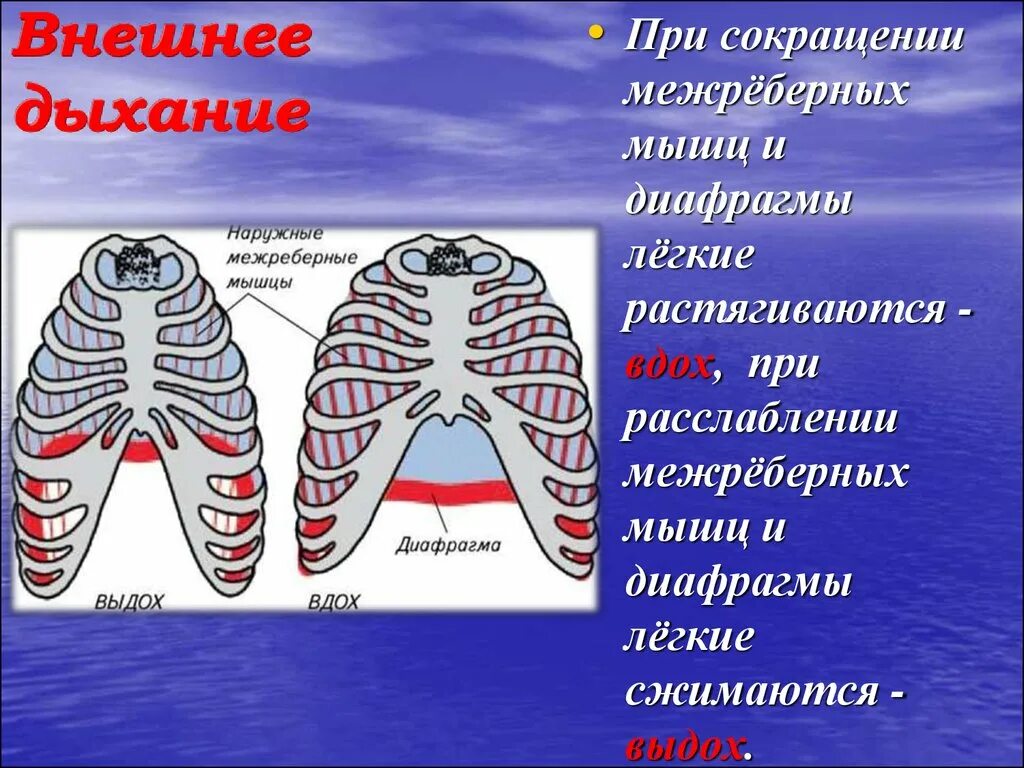 При выдохе у человека происходит. Внешнее дыхание. Наружные межреберные мышцы при вдохе. Наружные межреберные мышцы при вдохе и выдохе. Наружные межрёберные мышцы выдоха.