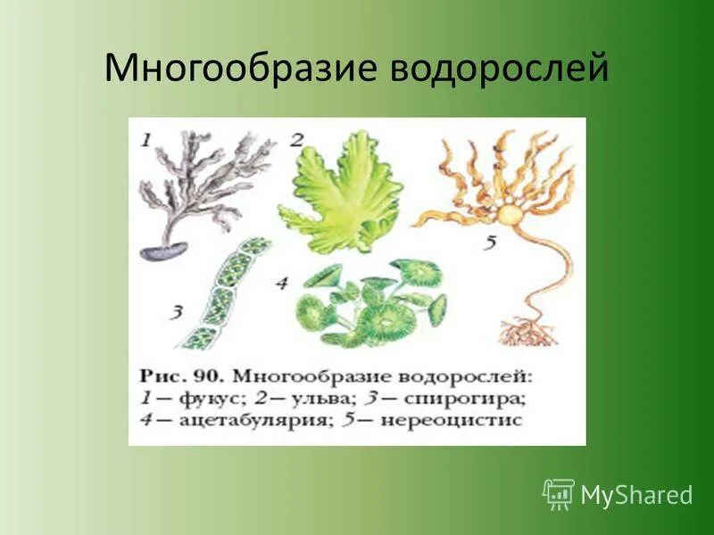 Разнообразие водорослей 6 класс