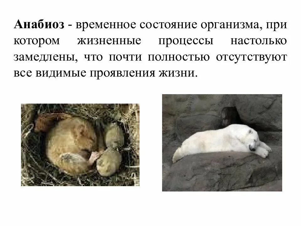 Замедление всех жизненных процессов 7 букв
