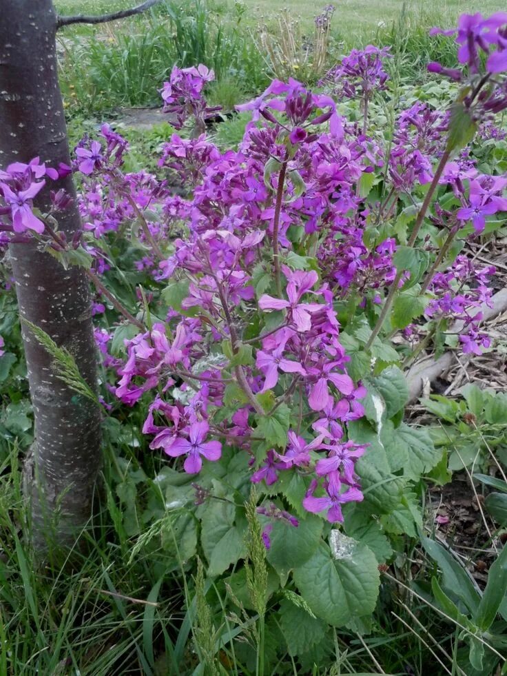 Лунария или Лунный цветок. Выращивание и уход. Растение сухоцвет.