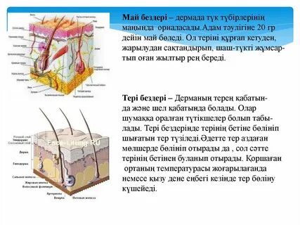 Кристи Тұман