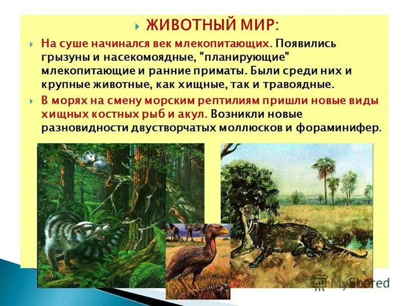 У млекопитающих появляется. Самое первое млекопитающее на земле. Примитивные млекопитающие в каком периоде появились. Когда появились млекопитающие на земле эра. Общий предок млекопитающих.