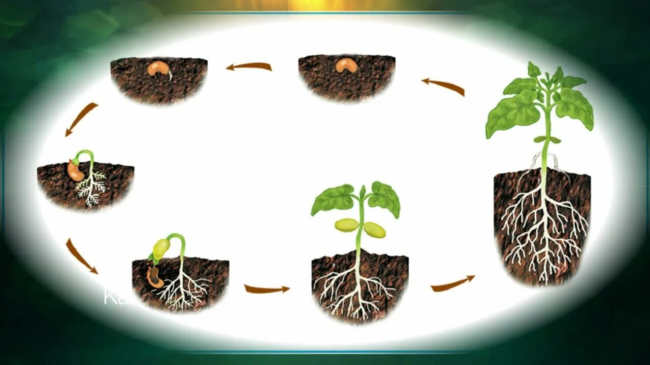 Модель развития растений. Развитие растения из семени. Процесс развития растения из семени. Развитие растения из семени 3 класс.