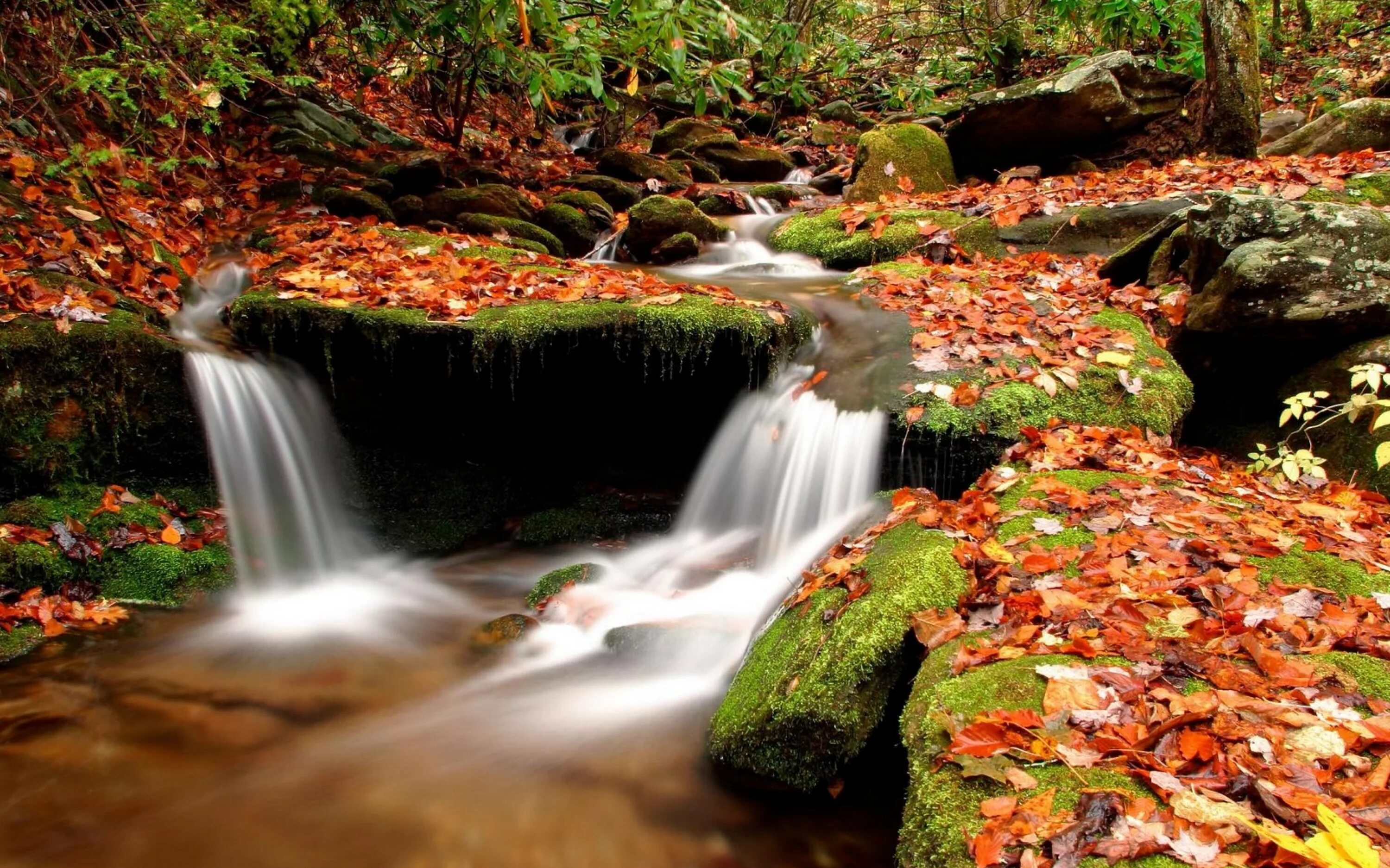 Лучшее видео живых. Осенний водопад. Живая природа водопады. Осенний ручей. Красивые пейзажи с водопадами.
