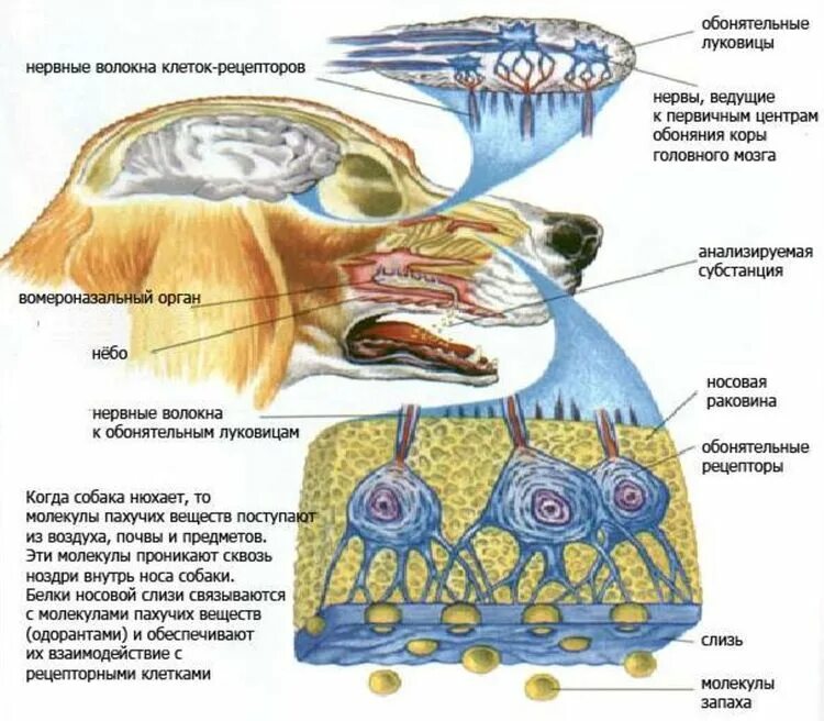 Строение обонятельного анализатора собак. Обонятельный анализатор нос. Обонятельный анализатор анатомия. Обонятельный анализатор животных строение.