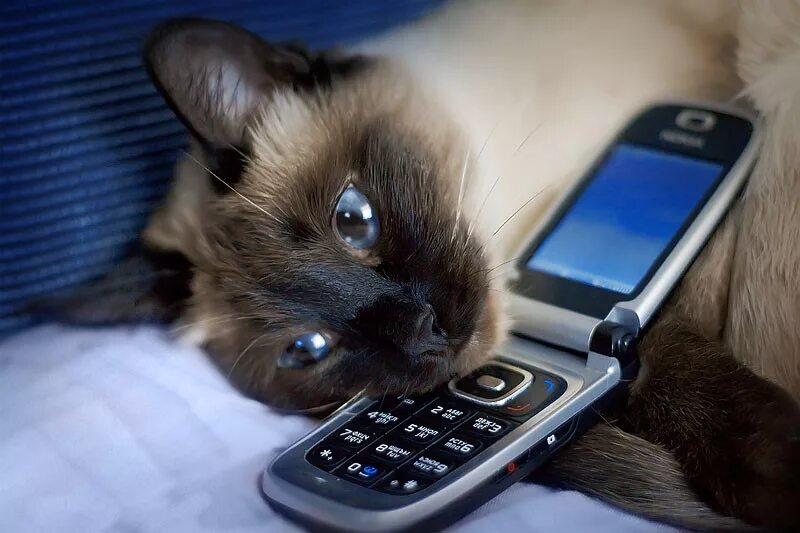 Котенок с телефоном. Кот с мобильником. Смешной смартфон. Животные с телефоном.