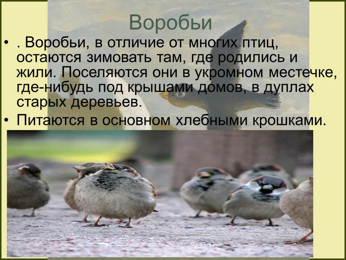 Различия птиц. Воробьи различие. Где зимуют воробьи. Птица отличающаяся от других. Чем отличается Воробей от других птиц.