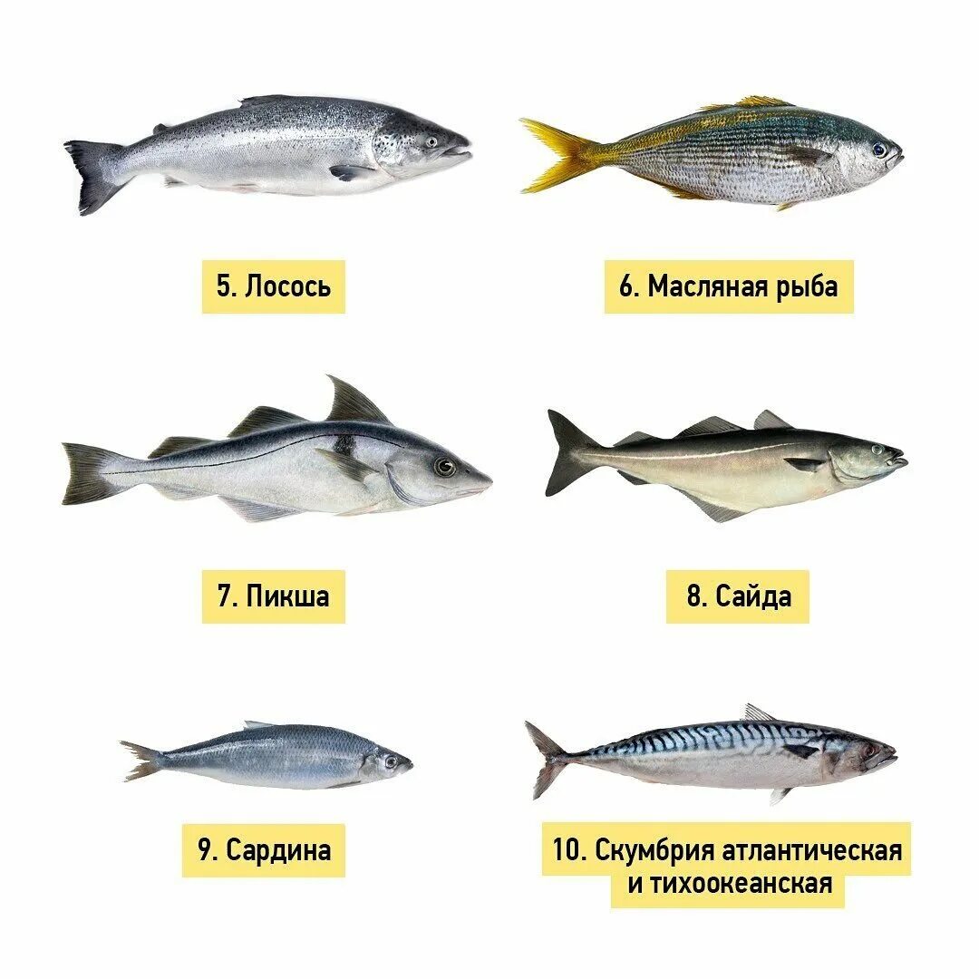 Почему численность промысловых рыб. Сорта рыбы. Дорогие сорта рыбы. Масляная рыба. Разновидности рыб.