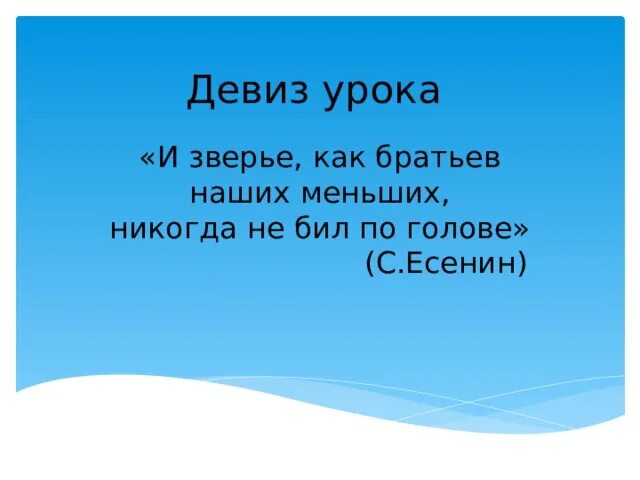 Есенин. Соглашаясь на меньшее. Есенин о животных. Братья наши меньшие презентация. Братьев наших меньших никогда.