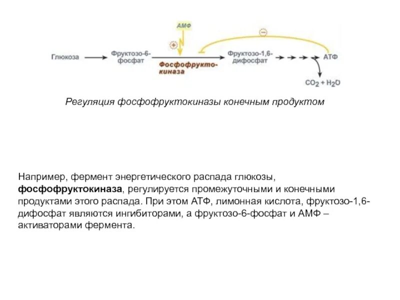 Аллостерическая регуляция фосфофруктокиназы. Регуляторный фермент фосфофруктокиназа. Регуляция фосфофруктокиназы-2. Фермент фруктозо-6-фосфат фруктозо 1 6 дифосфат.