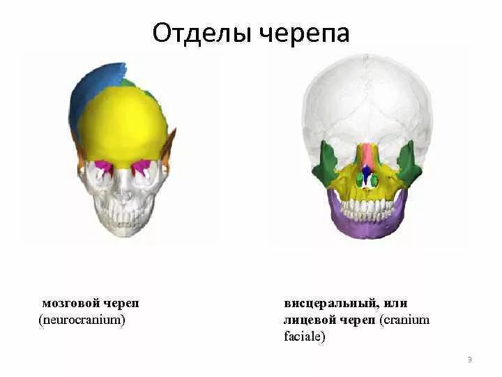 Мозговой и висцеральный отделы черепа. Лицевой отдел черепа. Мозговой череп. Строение черепа мозговой и лицевой отделы. Головной отдел черепа