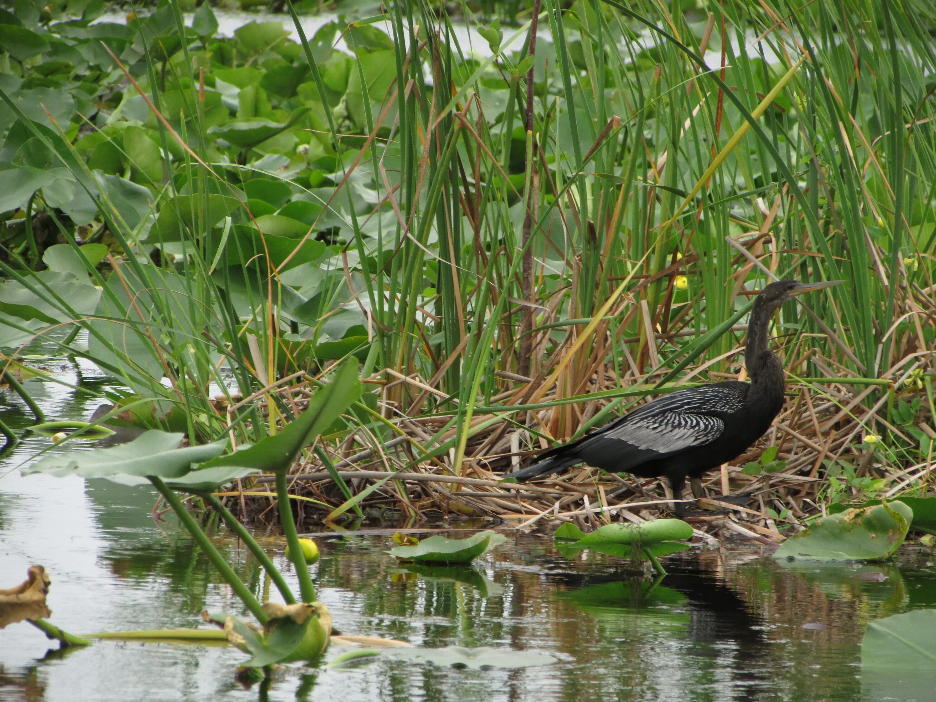 Птицы Эверглейдс. Everglades болота. Кулик болотный. Болотные птицы водоплавающие. Болотные птицы имеют