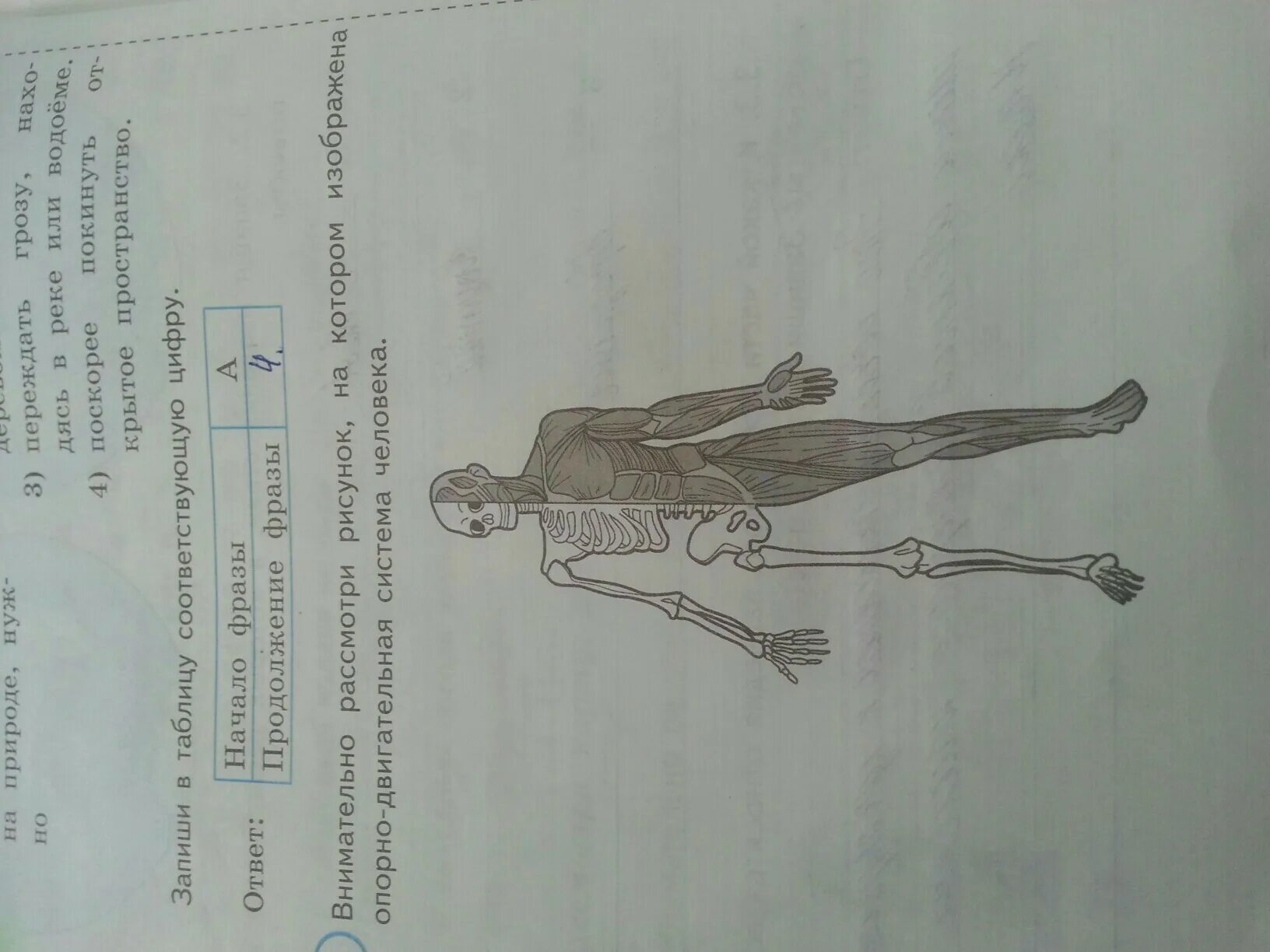 Рассмотри рисунок на котором изображен. Внимательно рассмотри рисунок. Внимательно рассмотри рисунок на котором изображена. Опорно-двигательная система человека. Из чего состоит опорно двигательная система человека ВПР 4.
