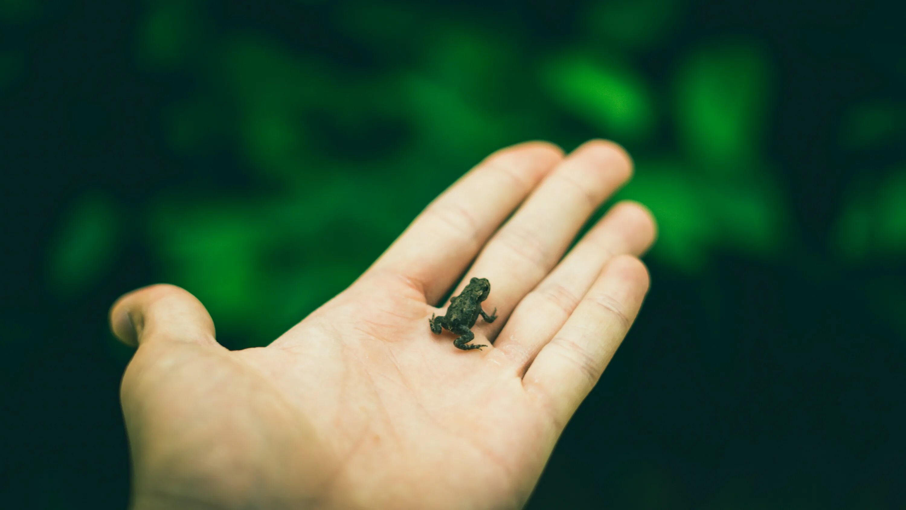 Человек держит лягушку. Small things. Держи жабу. Держит лягушку на ладони. This small things