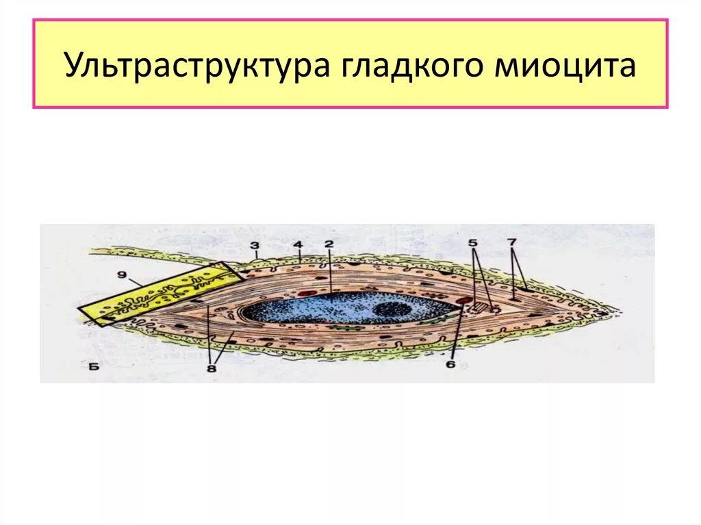 Состоит из клеток миоцитов