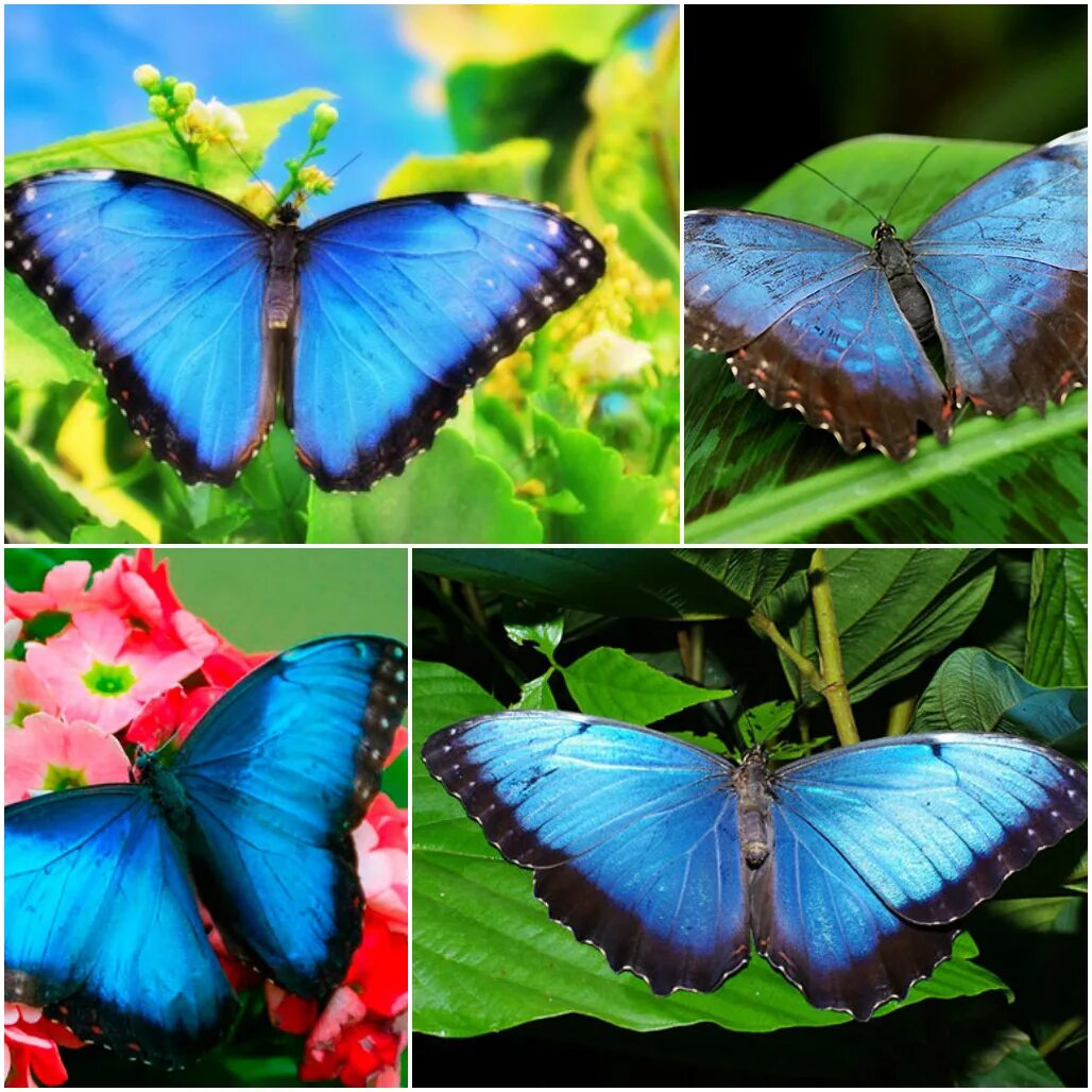 Разнообразие бабочек. Редкие бабочки. Редкие виды бабочек. Тропические бабочки.