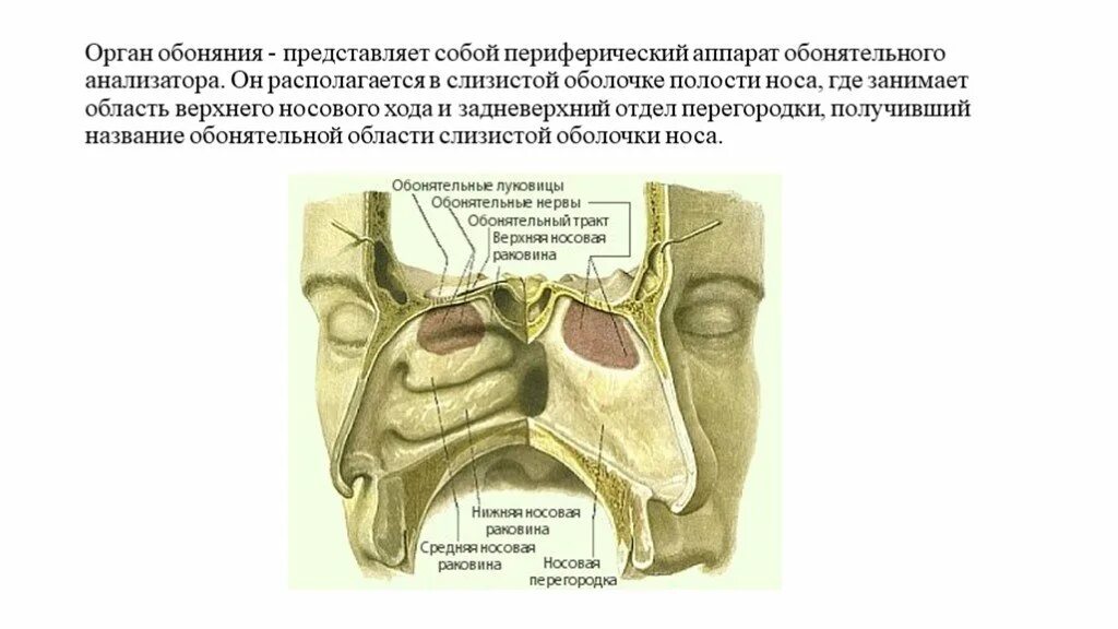 Обонятельная область полости носа. Слизистая оболочка обонятельной области носа. Зоны носовой полости воспринимающие запахи. Периферический отдел обонятельного анализатора представлен. Обонятельная зона расположена