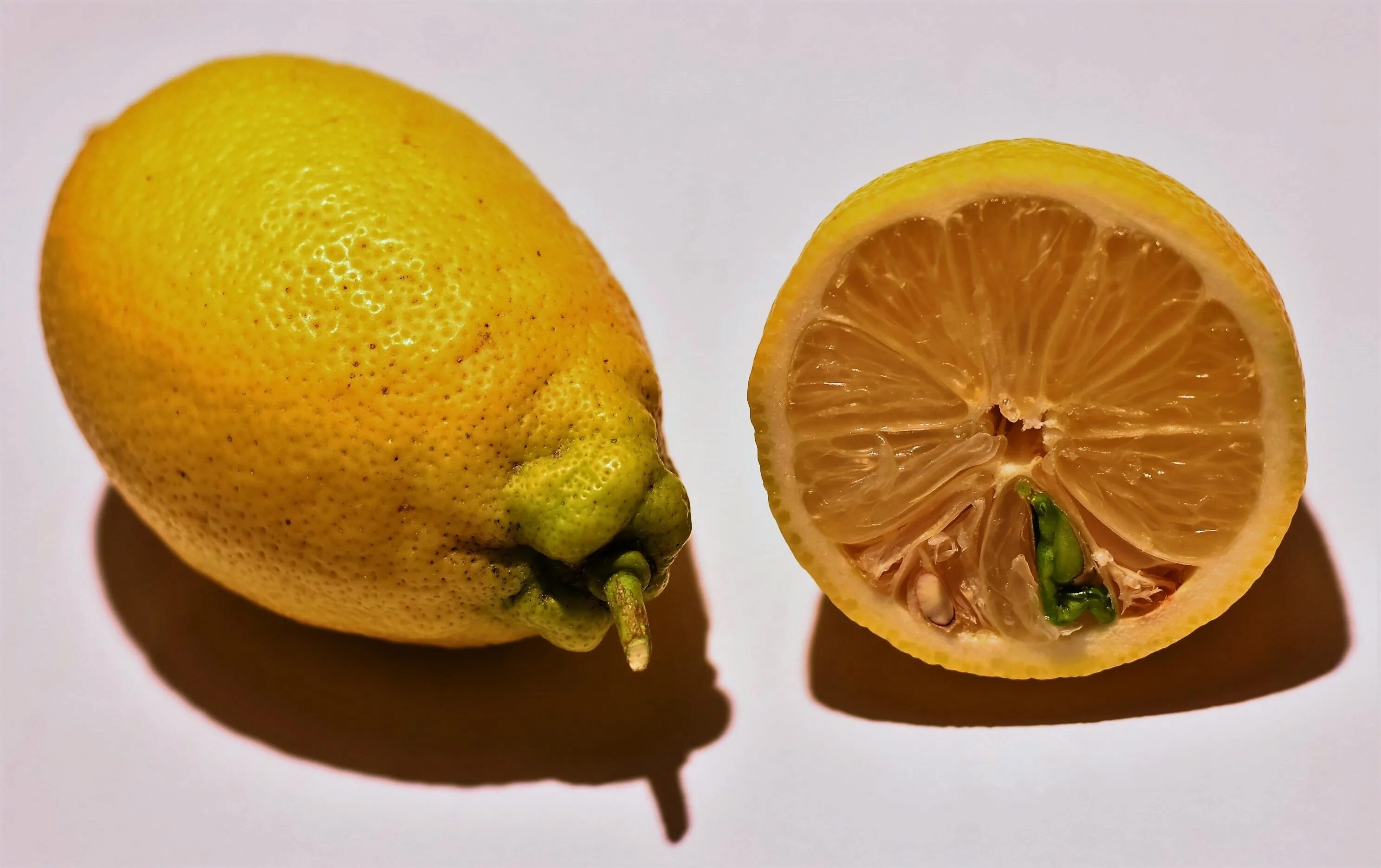 Лемон лид. Цитрон плод. Лимон Клементин. Плод лимона. Переспелый лимон.