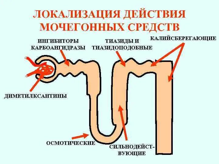 Диуретики группы препаратов. Схема действия диуретиков на нефрон. Механизм действия диуретиков схема. Мочегонные механизм действия. Диуретик механизм действия.