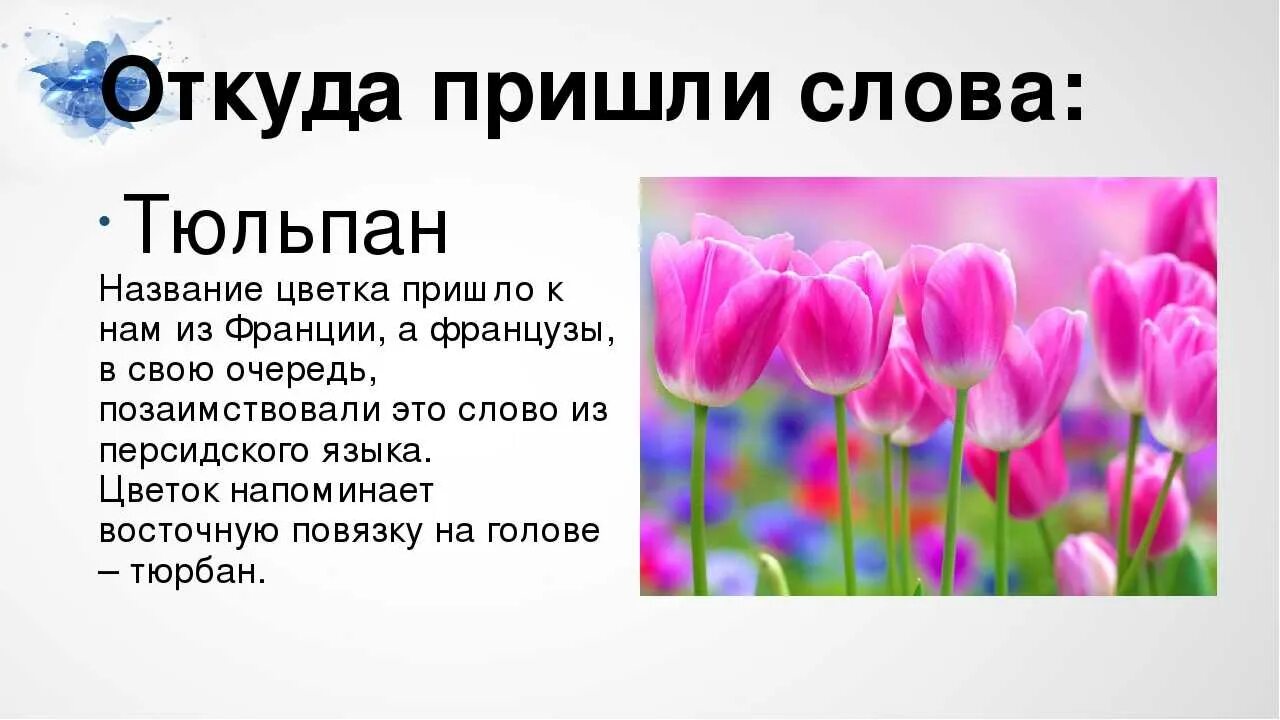 Как произошло слово почему. Проект на тему цветы. Текст на тему цветы. Информация о тюльпане. Тюльпан почему так называется.