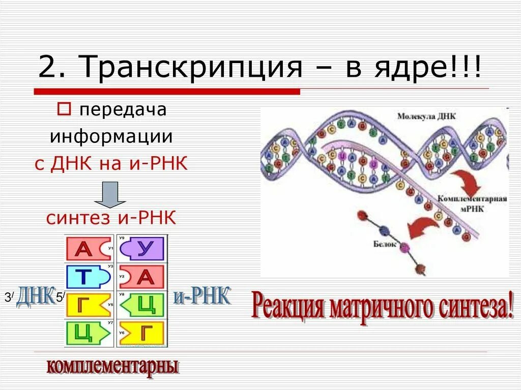 Схема процесса транскрипции. Синтез ИРНК схема. Транскрипция ДНК И РНК. Транскрипция РНК кратко.