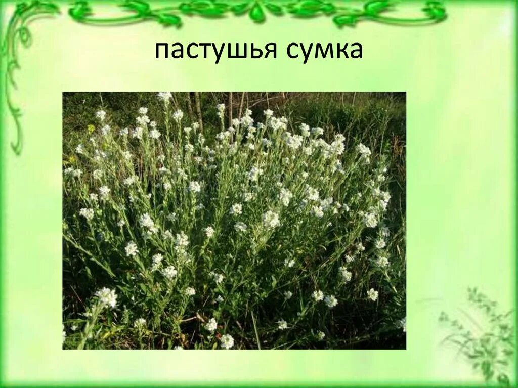 пастушья сумка трава семейство. пастушья сумка описание растения. пастушья сумка класс. пастушья сумка (сумочник). пастушья сумка обыкновенная.