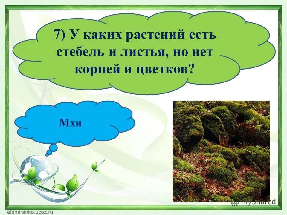 У какого растения едят стебель. У каких растений бывает цветков.