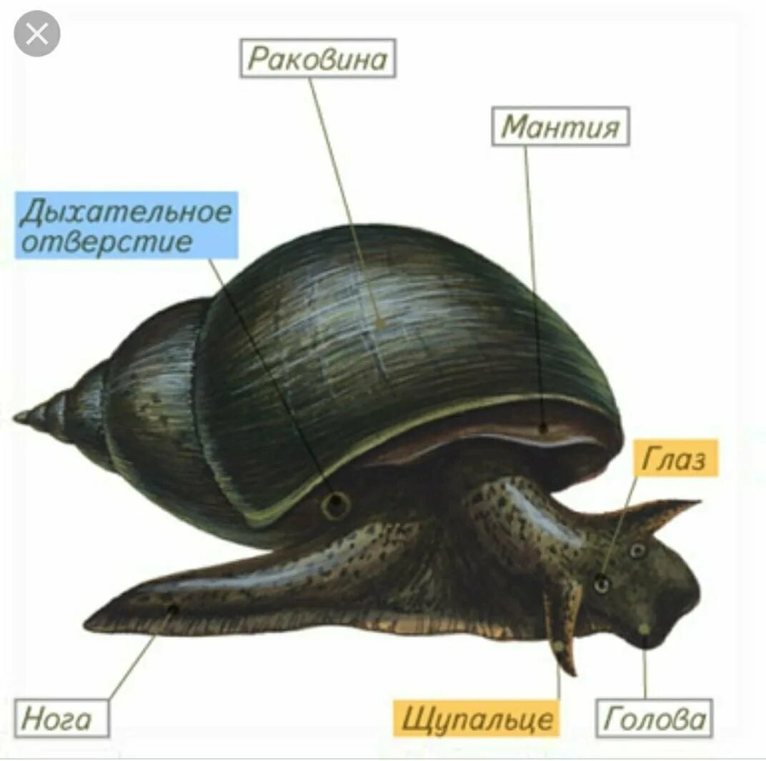 Брюхоногие моллюски внешнее строение. Строение брюхоногих моллюсков снаружи. Строение брюхоногих моллюсков 7. Брюхоногий прудовик строение. Брюхоногие моллюски голова