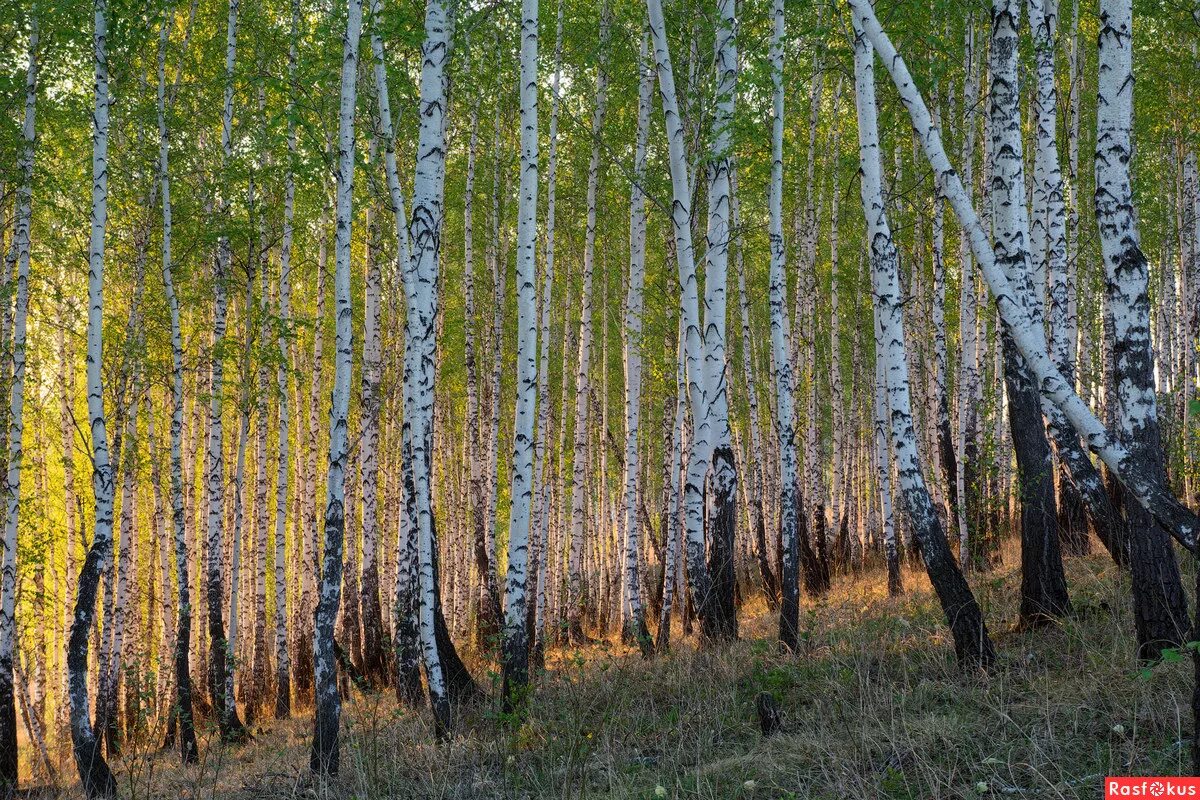Роща это лес. Природа якутии, березовая роща. Деревья на склоне в лесу. Роща это лес. Роща это лес.