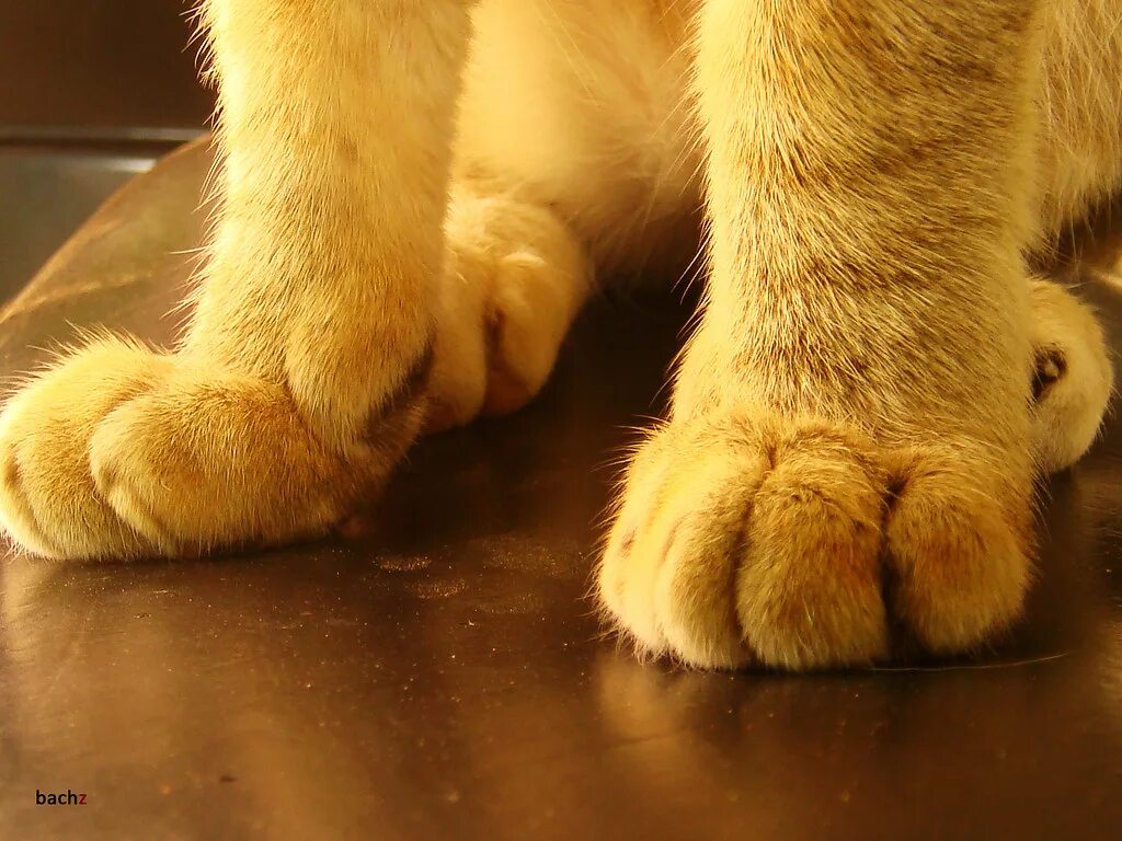 Лапки видео. Кошачьи ноги. кошкины лапки. кошкины ноги. кошкина лапка.