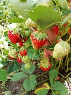 Какую почву любит клубника