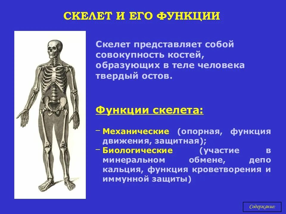 Опорно двигательный аппарат. Опорно-двигательный аппарат. Функции скелета.. Функции опорно-двигательного аппарата механические.