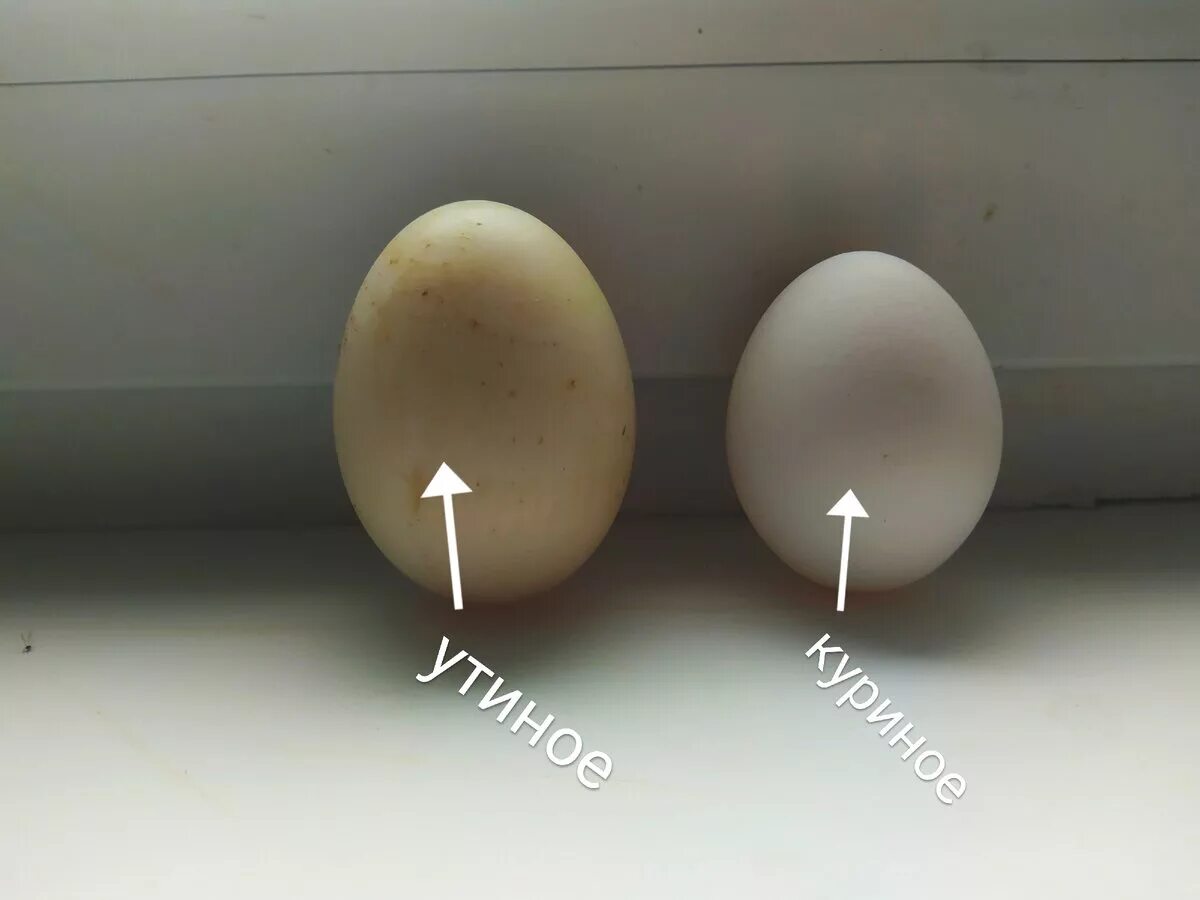 Как отличить яйца. Утиное и куриное яйцо. Утиные яйца. Гусиное и куриное яйцо. Утиные и гусиные яйца.